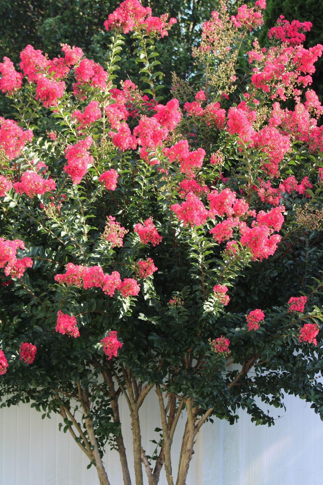 35 DARK PINK CREPE CRAPE MYRTLE Lagerstroemia Indica Bush Tree Flower Seeds