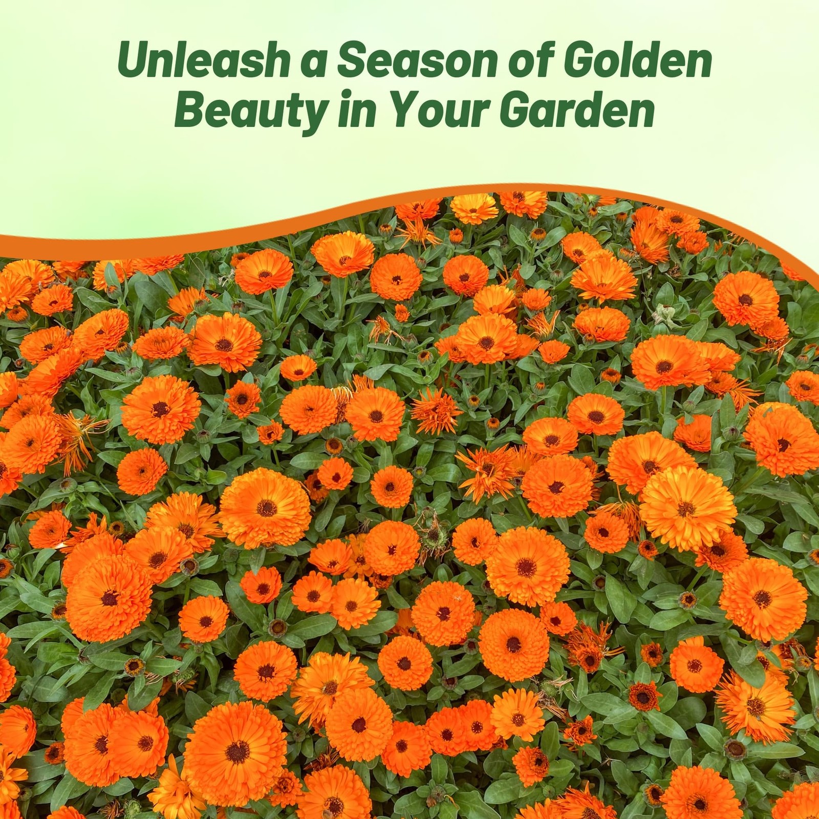 2000 Seeds Pot Marigold Seeds Drought Resistant Calendula Officinalis