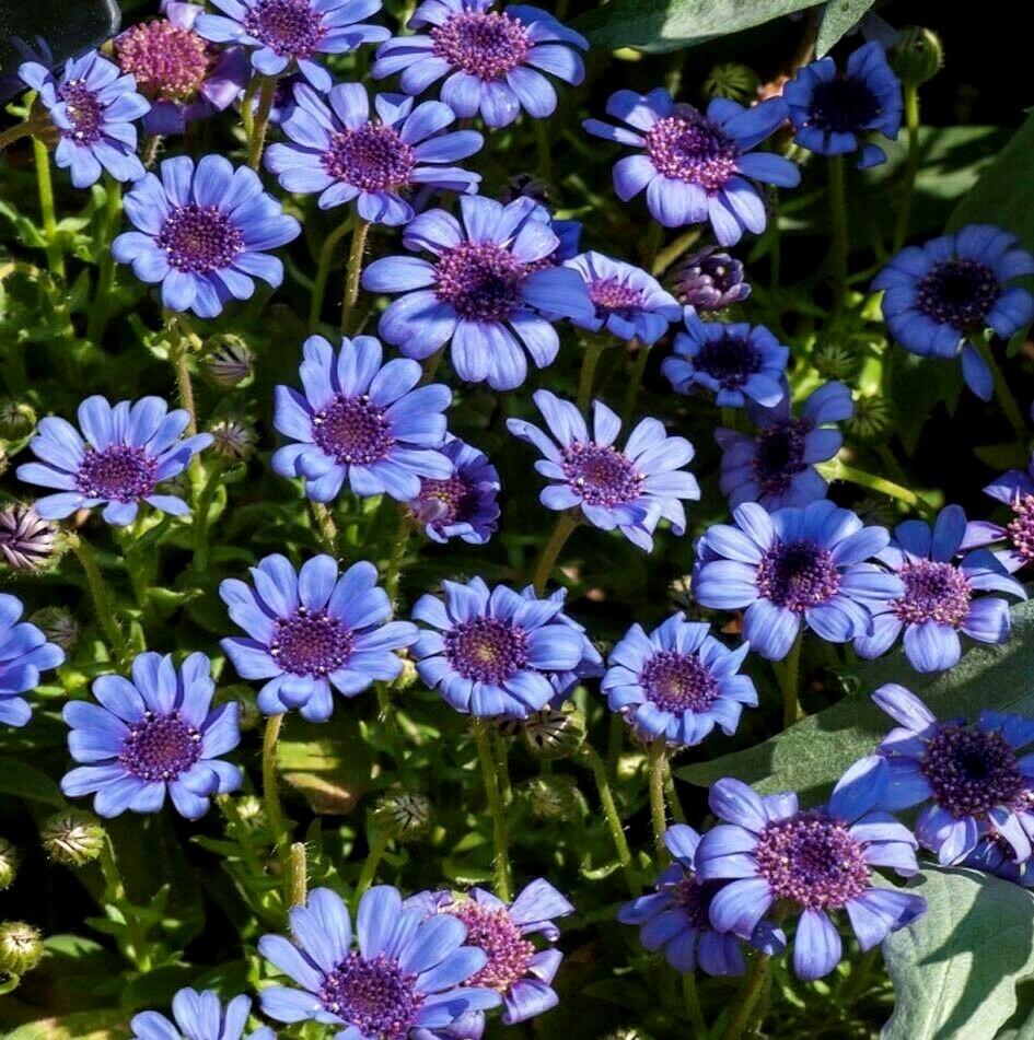 Blue Daisy Seeds, Felicia The Blues, Non-Gmo Flower Seeds, Annual Flower, 50ct