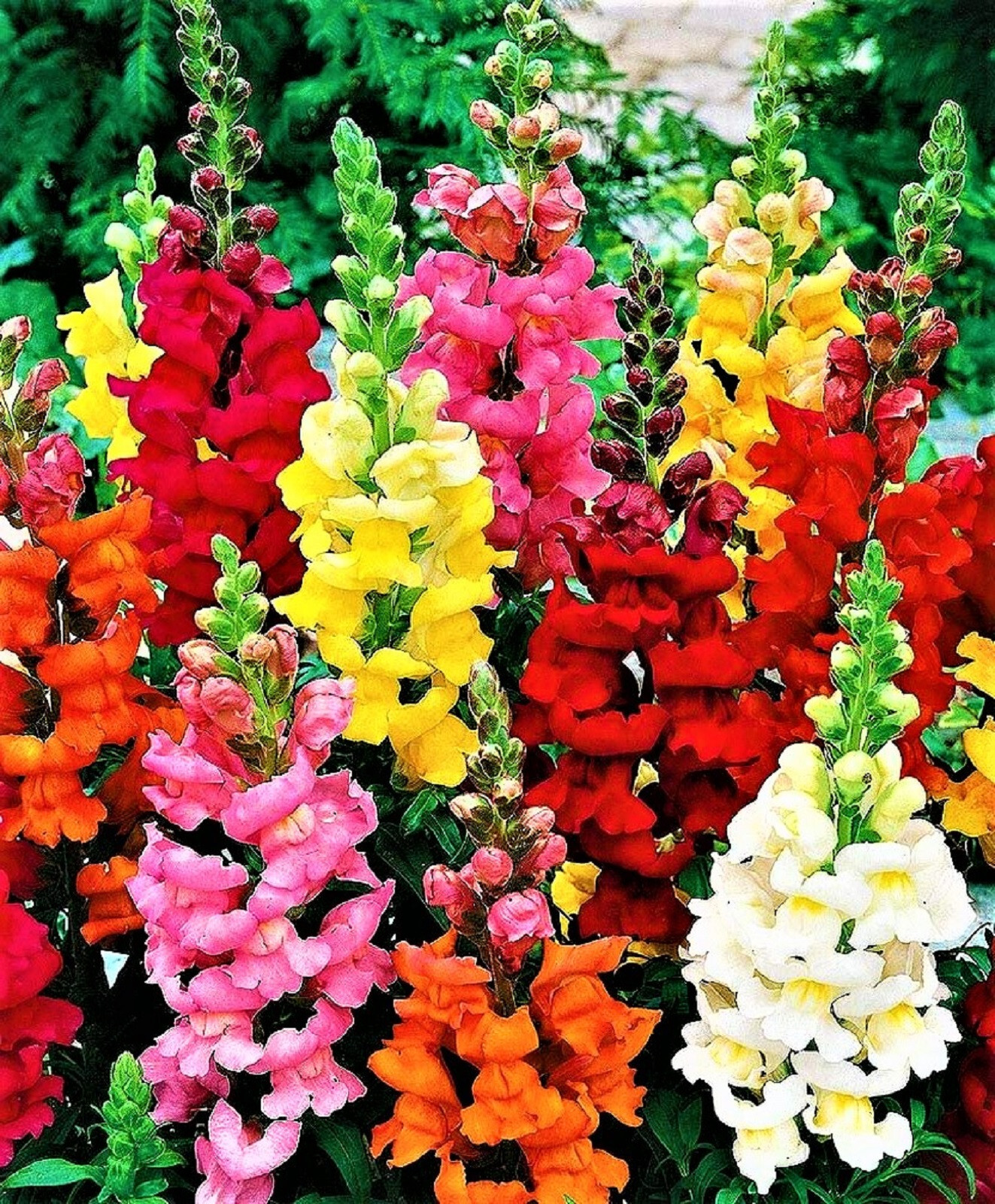 Snapdragon Seeds Tall Mix 1,000+ Seeds NON-GMO BUY 4 GET FREE SHIPPING