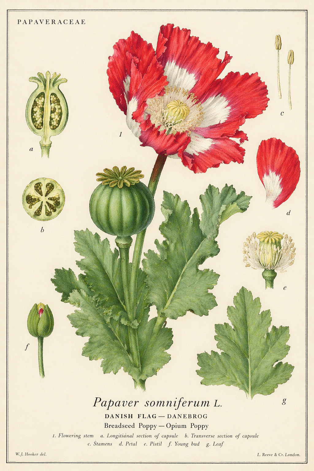100,000 Danish Flag Poppy Seeds 1.3 Ounces – P. Somniferum -Bulk Size