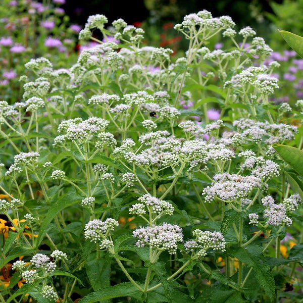 Boneset Seeds 300+ Eupatorium Perfoliatum Herb Perennial NON-GMO FREE S&H