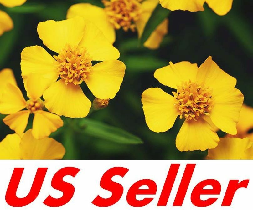 300 Seeds, Tarragon Seeds E209, Home Garden DIY