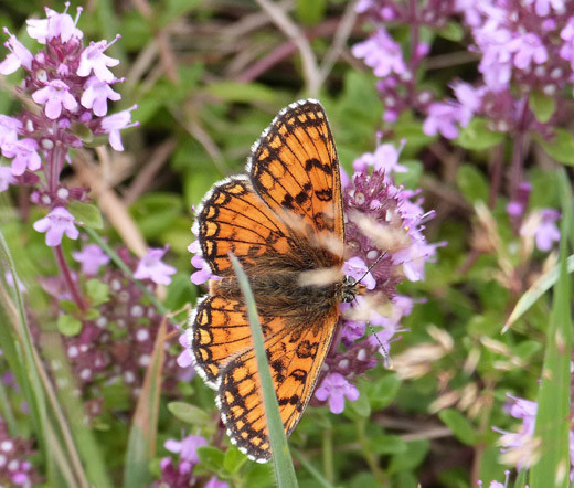 CREEPING THYME Thymus Serpyllum – 10,000 Bulk Seeds