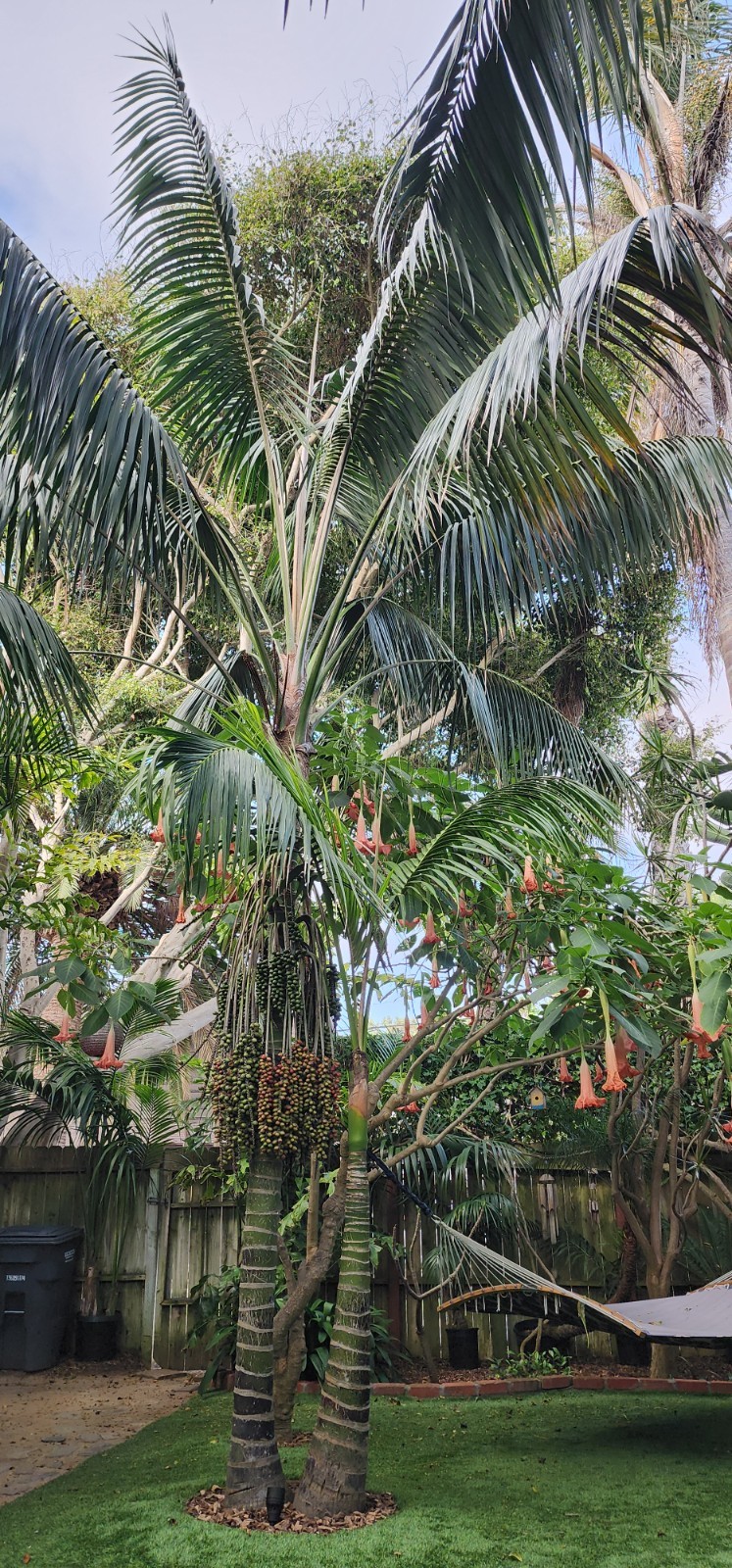 California Grown Kentia Palm Seeds, pack of 10, Howea Forsteriana
