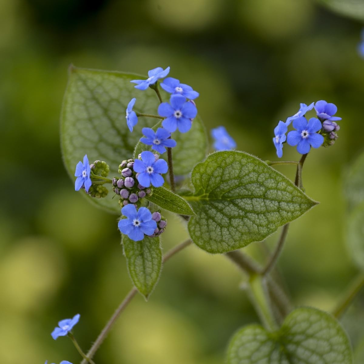 Live Plant from – Proven Winners, Brunnera mac. ‘Queen of Hearts’ Heartleaf B…