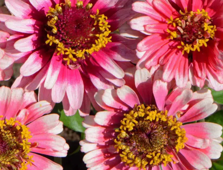 Zinnia ICE QUEEN Bi-Color Pink White Butterflies Hummingbirds Non-GMO 100 Seeds!