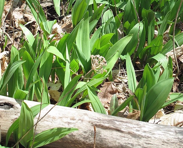 Allium tricoccum | Ramps | 20 Seeds