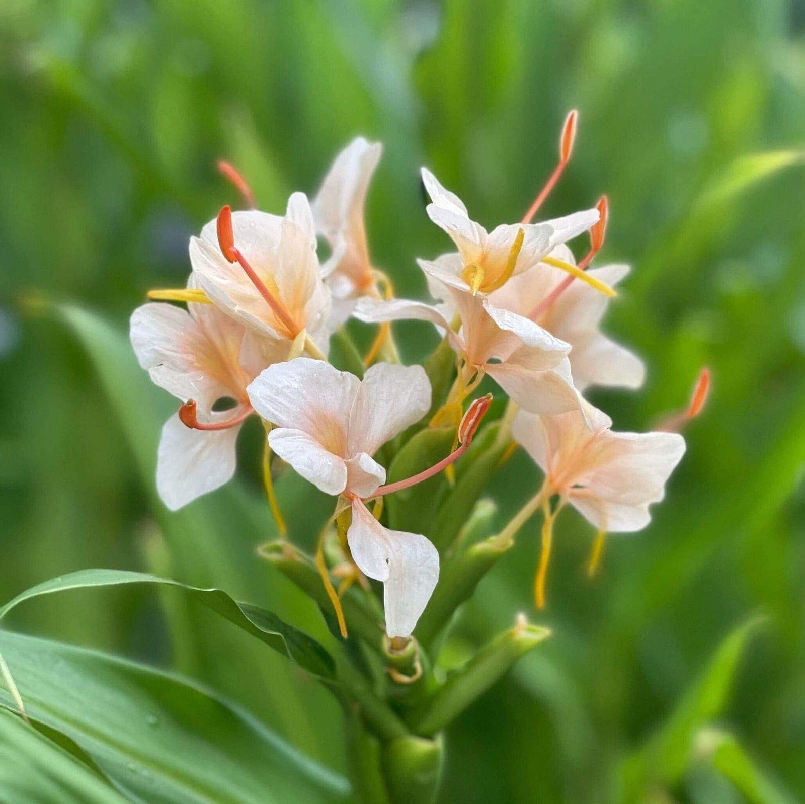 3 – PEACH Hedychium/Butterfly Ginger – Top Size Rhizomes (Not Plant)