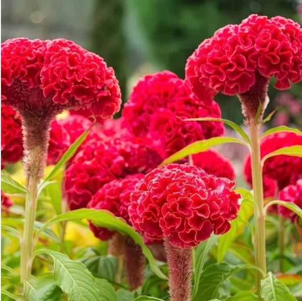 63+ CELOSIA Cristata SEED