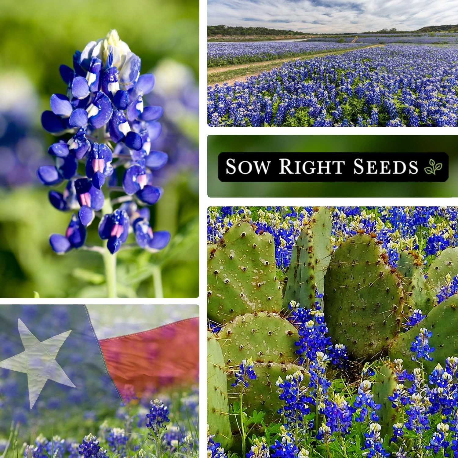 Beautiful Bluebonnet Seeds – 1 Count, Full Instructions for Quick Germination