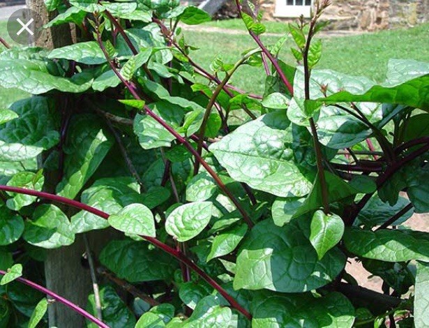 USA 600 Red Stem Malabar Spinach seeds alugbati pak plang mồng tơi Jul-2022 lot