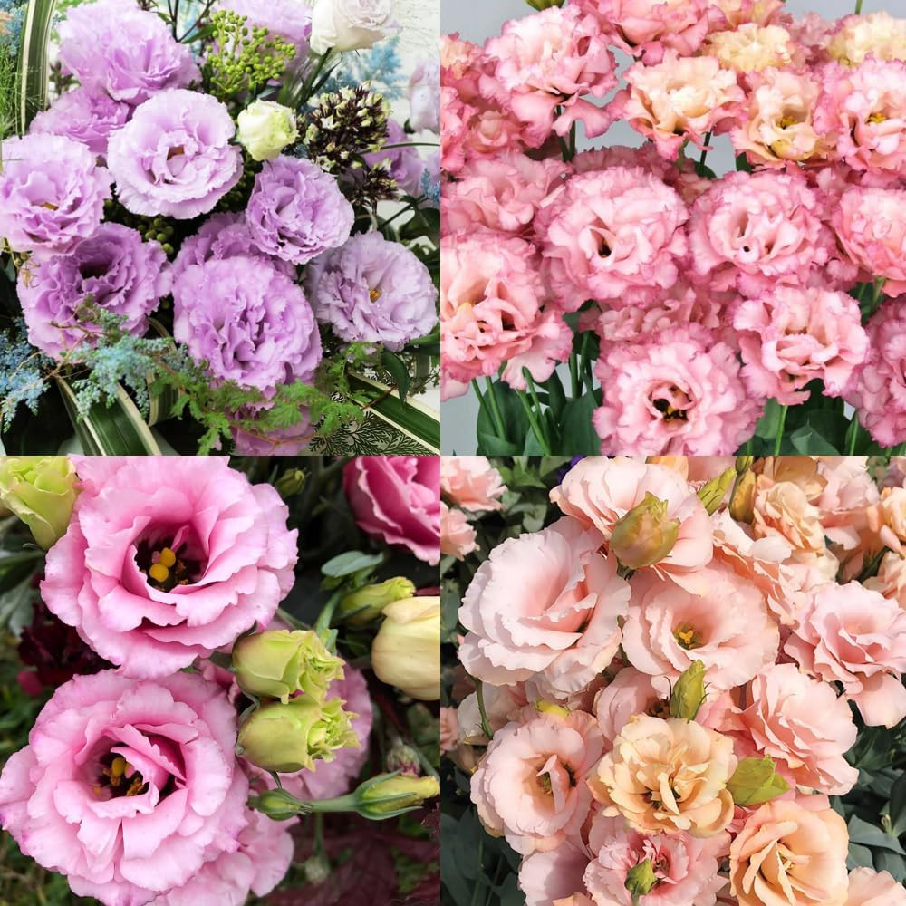 300+Mixed Lisianthus Flower Seeds for Planting Outdoor-Perennial Eustoma Cut Flo