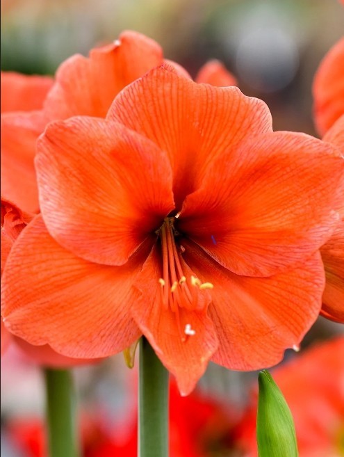1 Orange Amaryllis Bulb – Live Plant. Well Rooted Potted Plant.