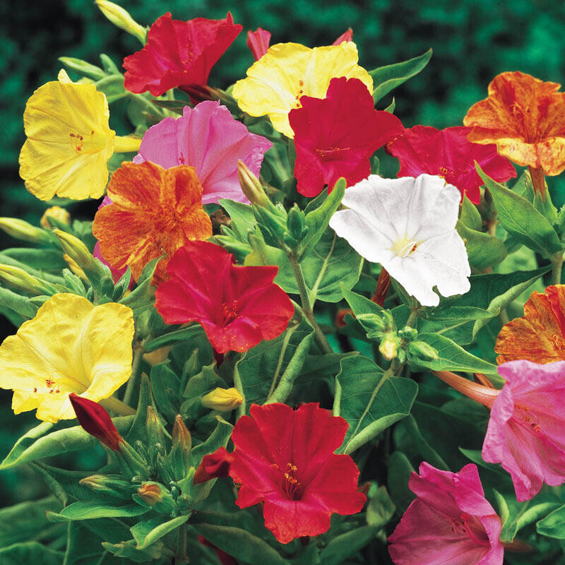 25+ FOUR O’CLOCK MIX SEEDS FRESH FOR YOUR FLOWER GARDENS