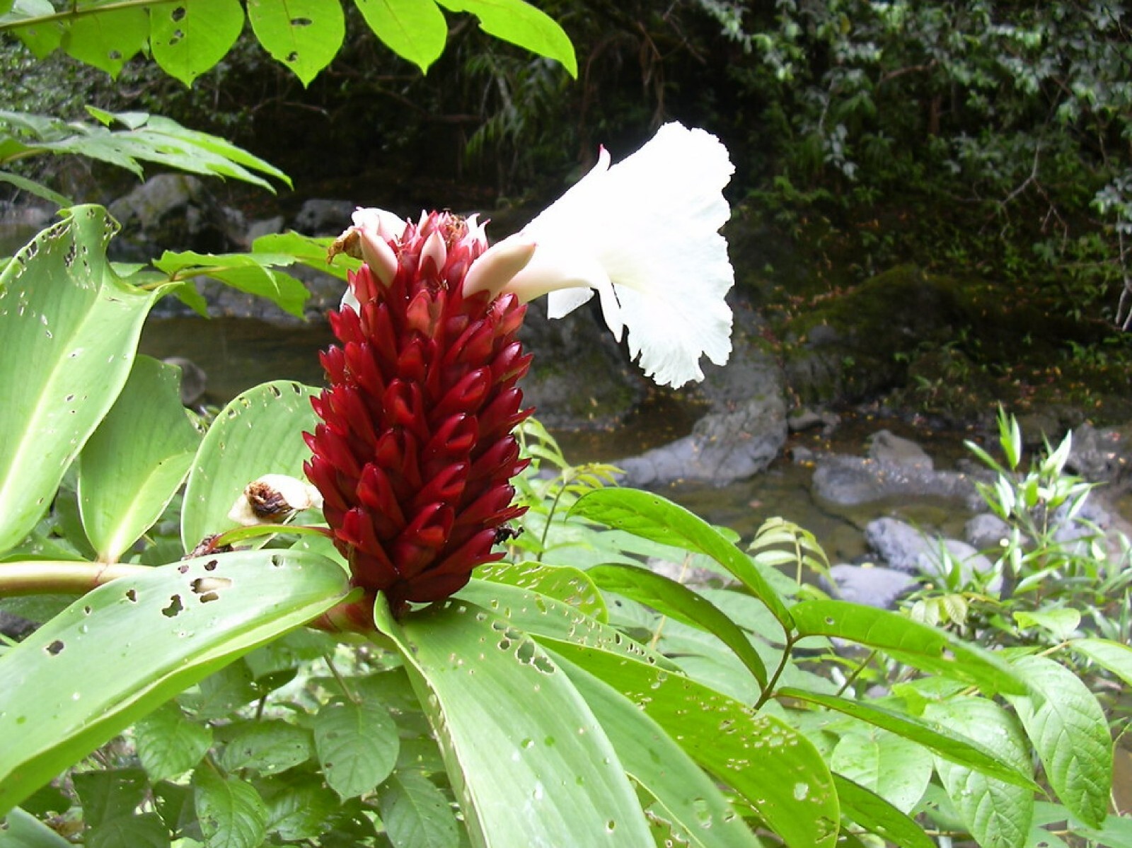 Crepe Ginger {Costus Speciosus} Rare Ornate Tropical 5 seeds Free Shipping