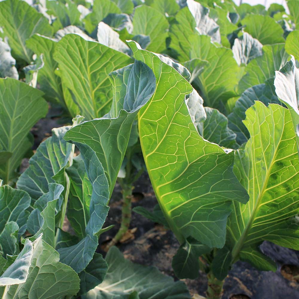 5 LBS Bayou Kale Cover Crop, Forage, & Wildlife Food Plot Seed