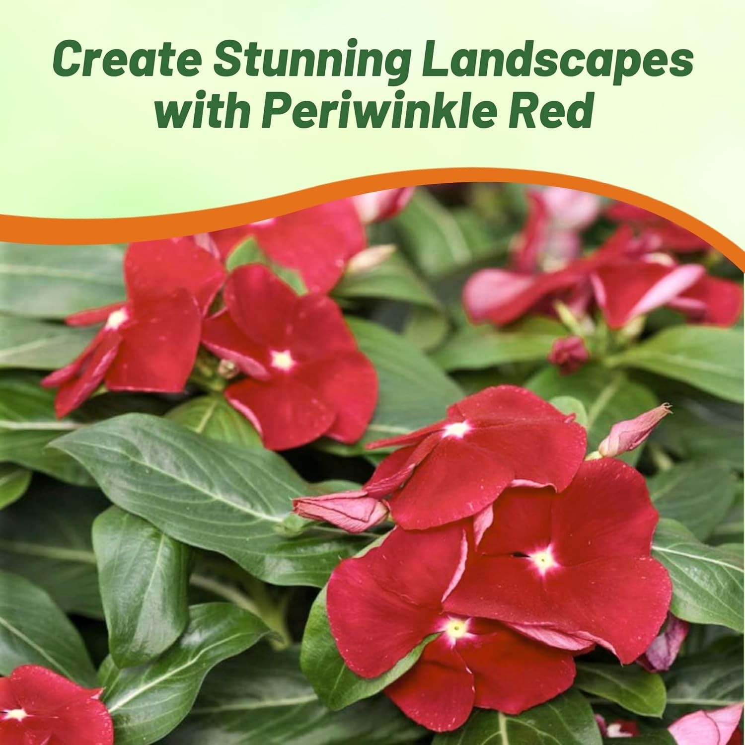25 Seeds Drought Tolerant Upright Red Vinca Flower Seeds For Containers