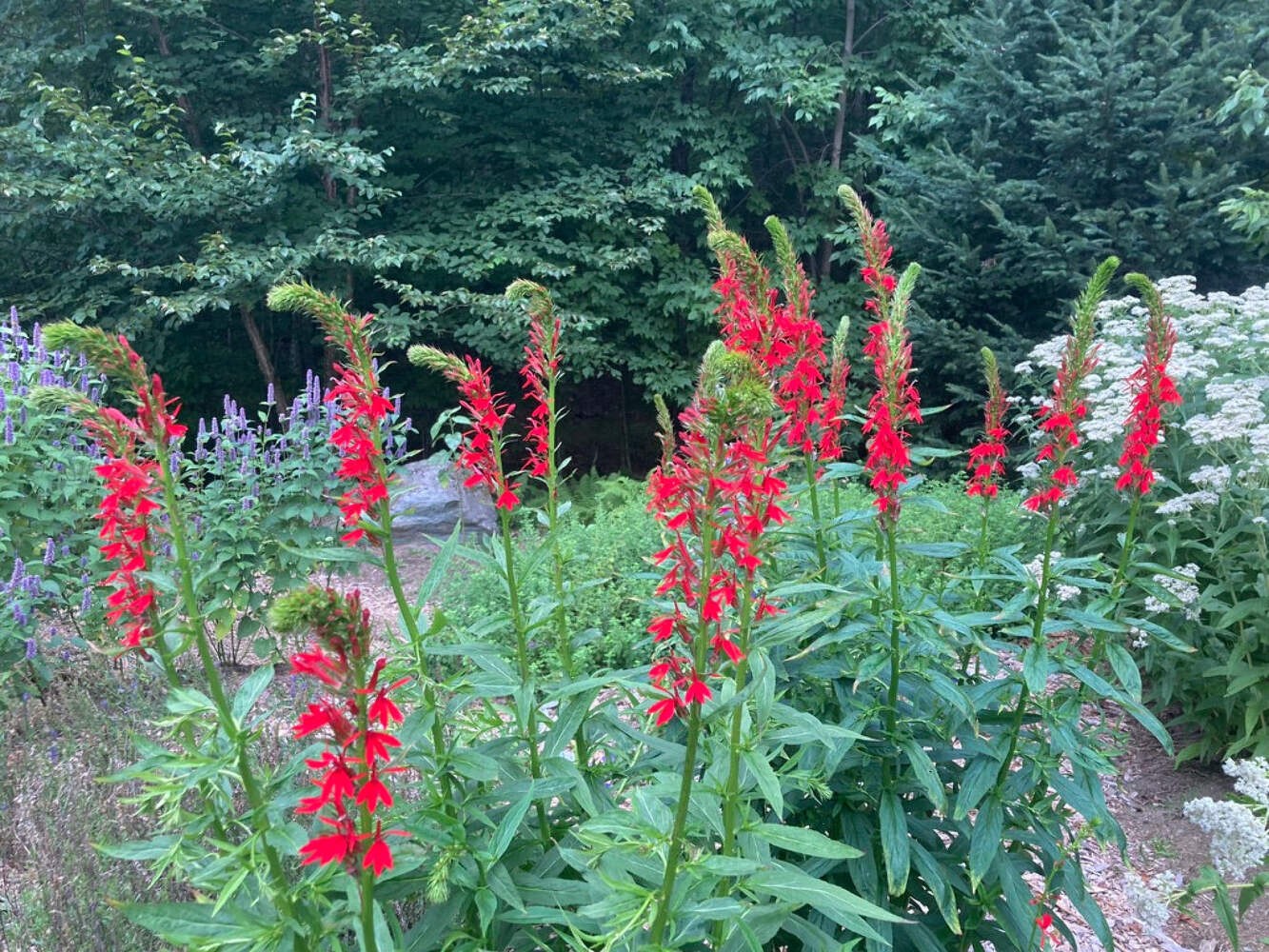 Cardinal Flower Seeds (Lobelia cardinalis) ~Native Wildflower Pollinator Garden