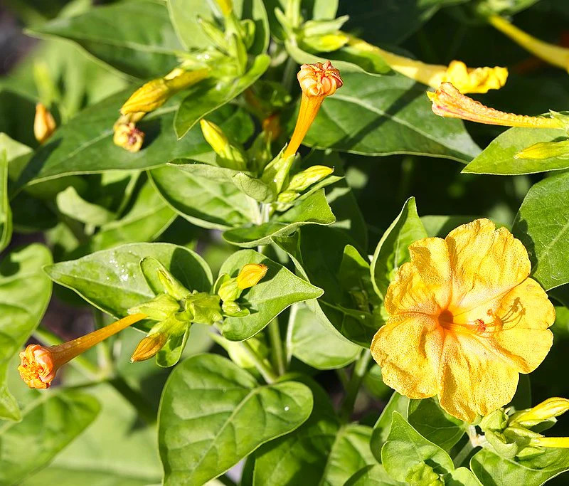 Yellow Four O’ Clock Seeds | Mirabilis Jalapa Marvel of Peru Flower Seed 2025
