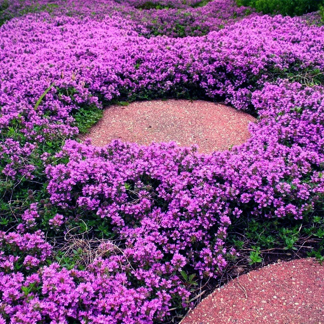 21500Pcs Creeping Thyme Seeds for Planting Outdoor, Hardy Perennial Ground Cover