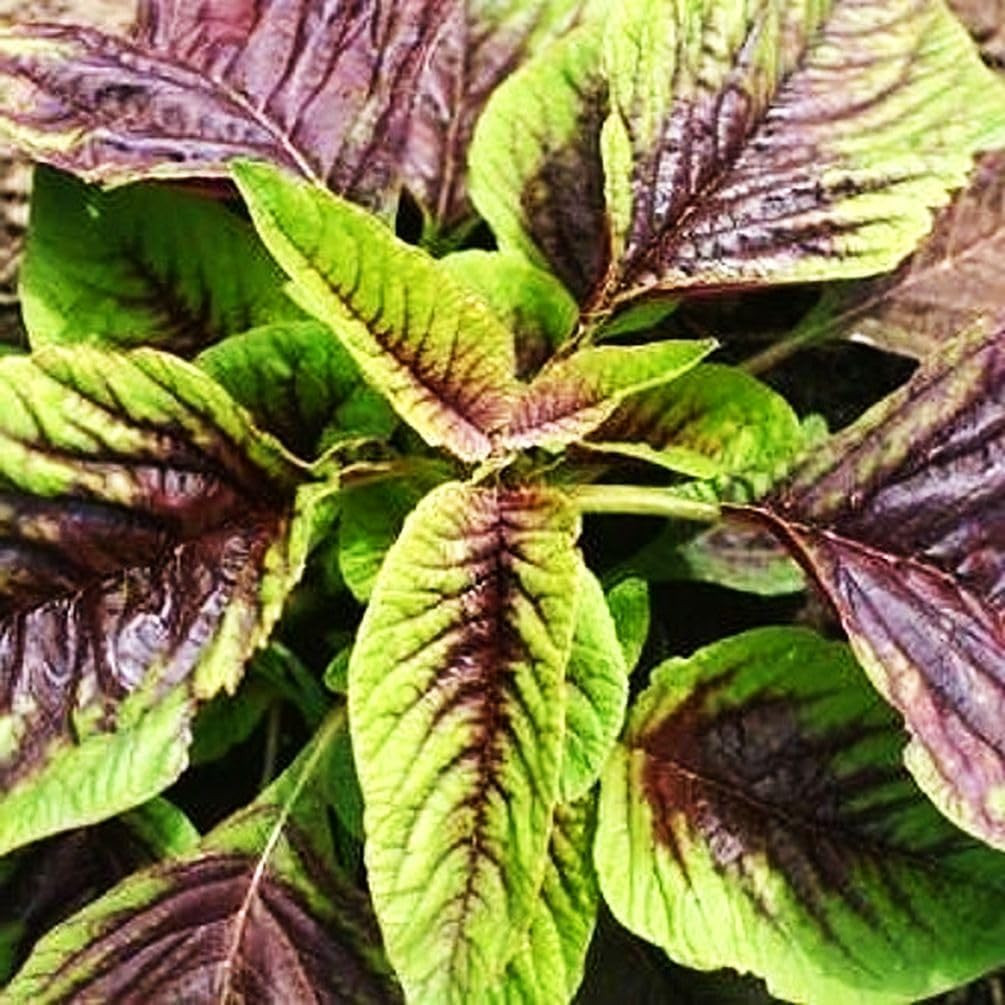 500 Pcs Red Stripe Leaf Amaranth Seeds – Edible Spinach-Like Salad Green Spinach