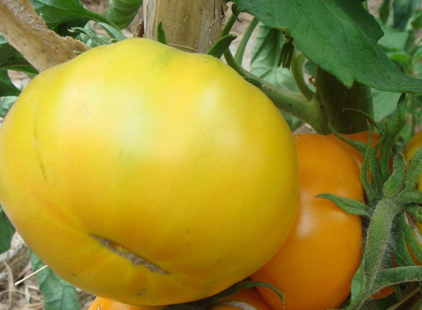 Azoychka Tomato Seeds Rare Russian Heirloom Variety- 30+ 2021 Seeds