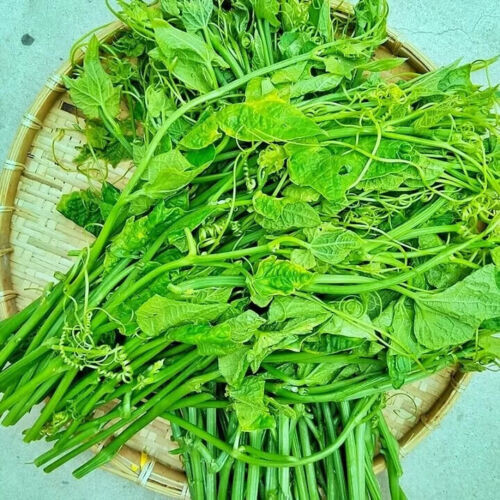 10 PCS SUPER SQUASH BUDS , BÍ SIÊU NGỌN | 98% GERMINATION |