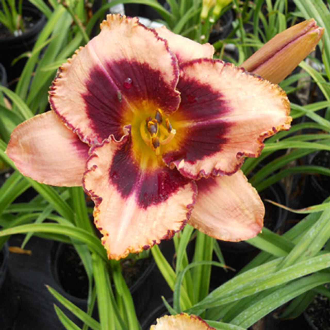 Reblooming Daring Deception Daylily Hemerocallis One Rooted Starter Plant