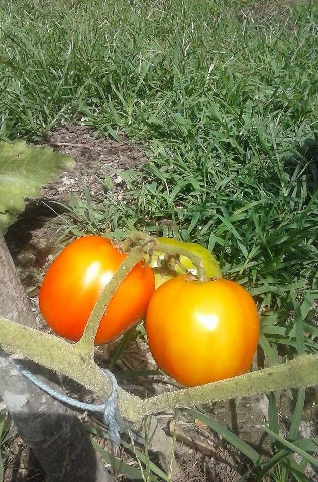 Heirloom Garden Seeds | Non-GMO Vegetable & Herb Seeds | Survival Gardening