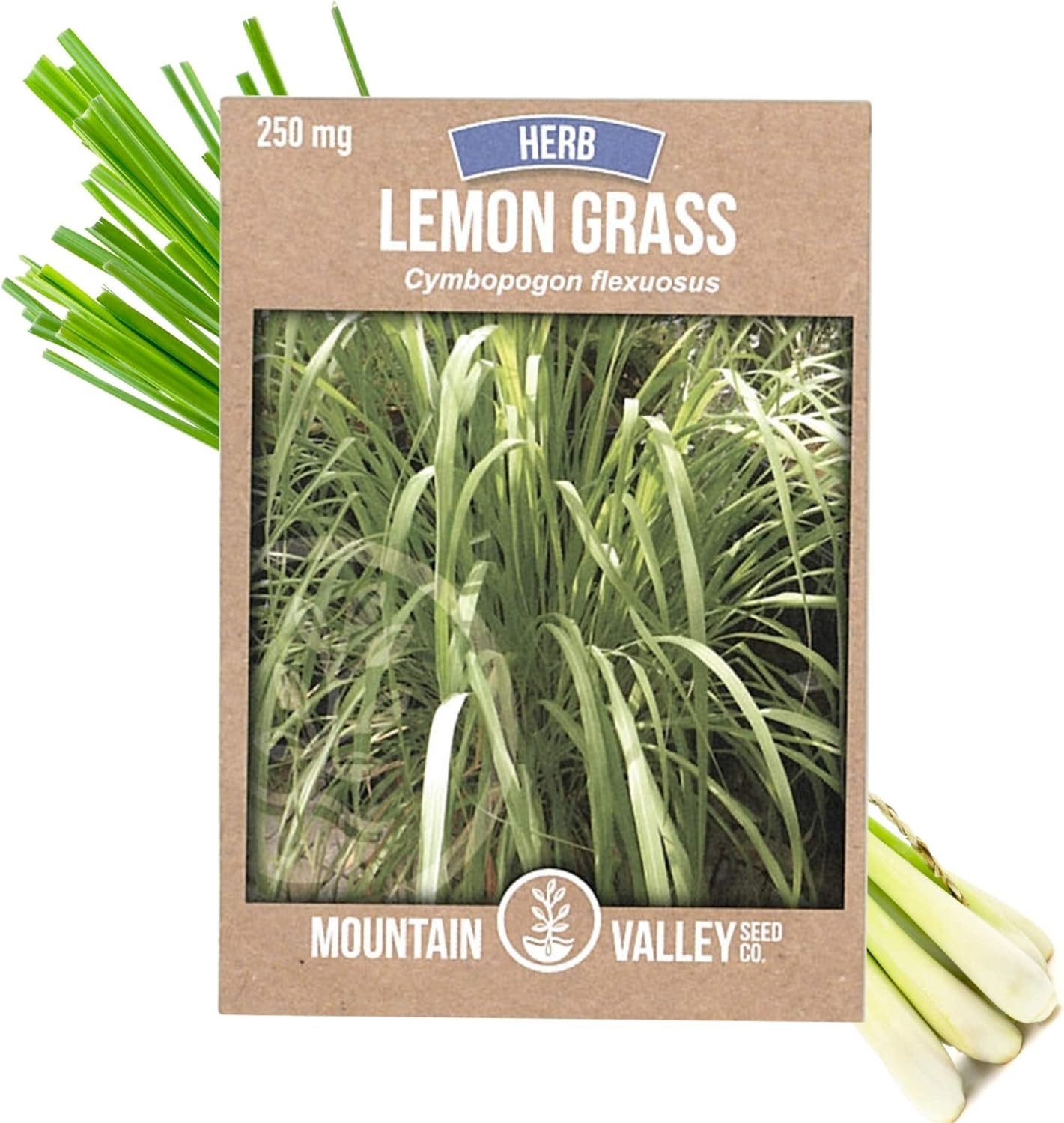 250 Mg Non-GMO Heirloom Lemongrass Seeds for Culinary Garden – Fragrant & Fresh