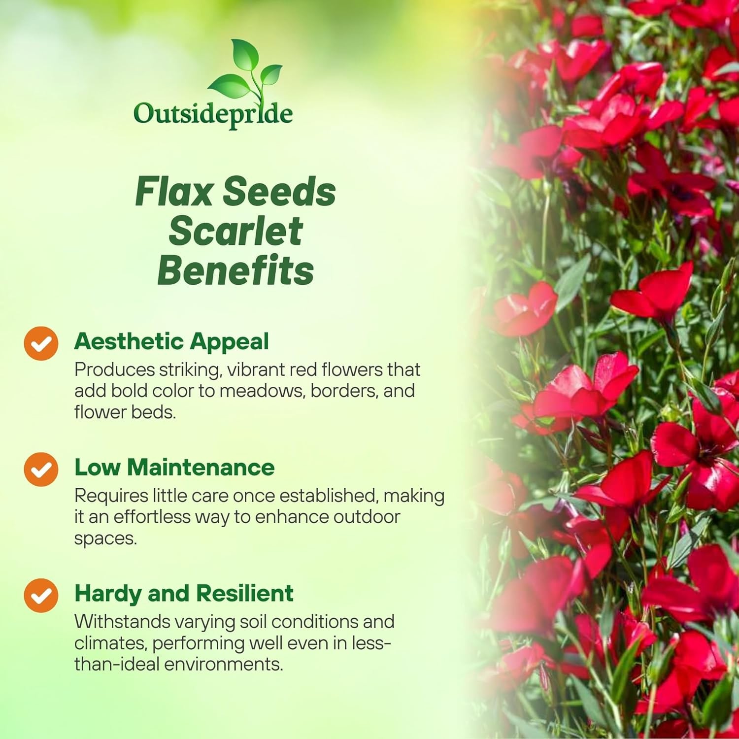 5 LBS Drought Tolerant Linum Rubrum Scarlet Flax Wildflower Seed