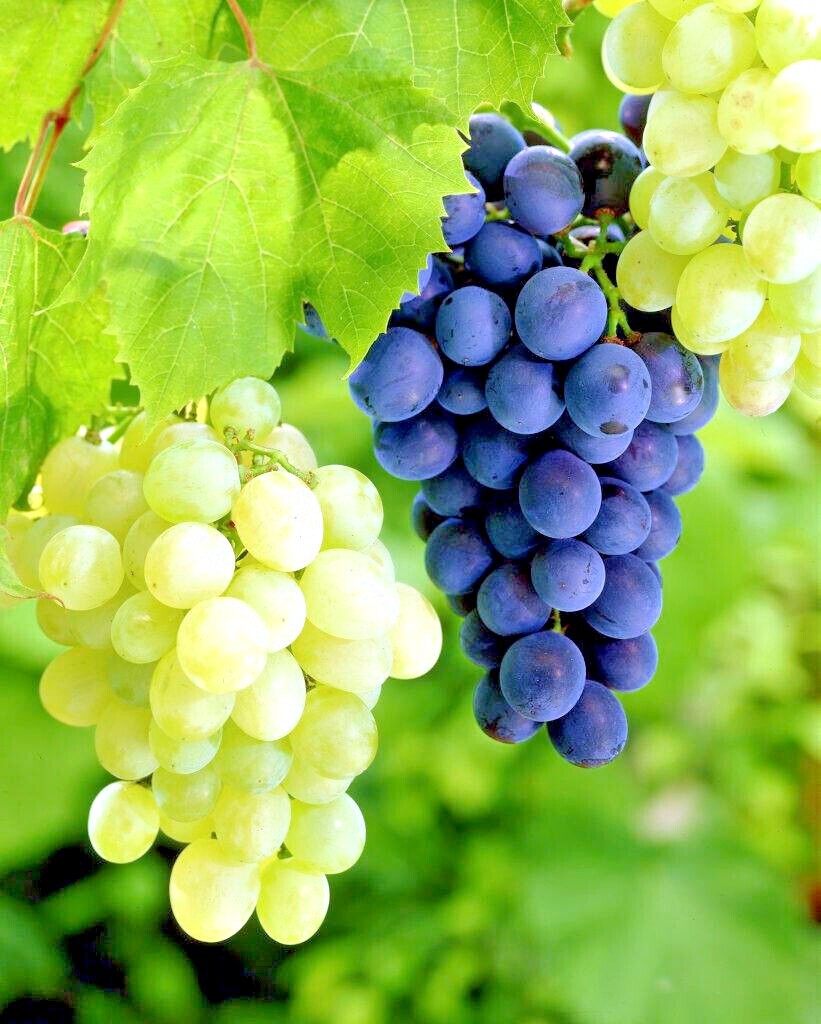 20 WINE GRAPE SEEDS (Vitis vinifera) Vine Tree Fast Hardy Garden Fruit Plant