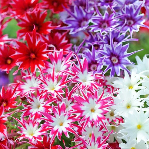 Twinkle Mix Phlox Seeds | Heirloom / Non-GMO | Free Shipping | Flower Seeds 1237