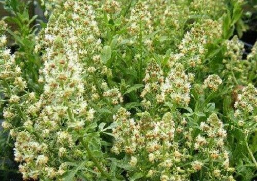 1oz Sweet White Mignonette Reseda odorata FRAGRANT Flower Seeds ( 25,000 Seeds)