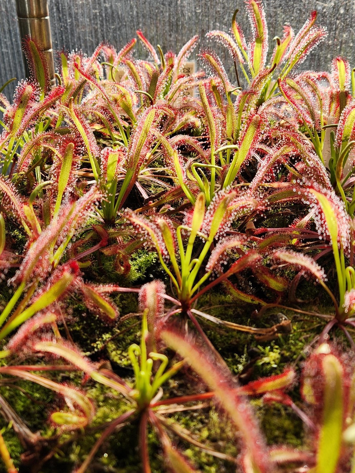 CARNIVOROUS PLANT 4 PACK- LIVE-USCI (Sundews And Bladderwort)