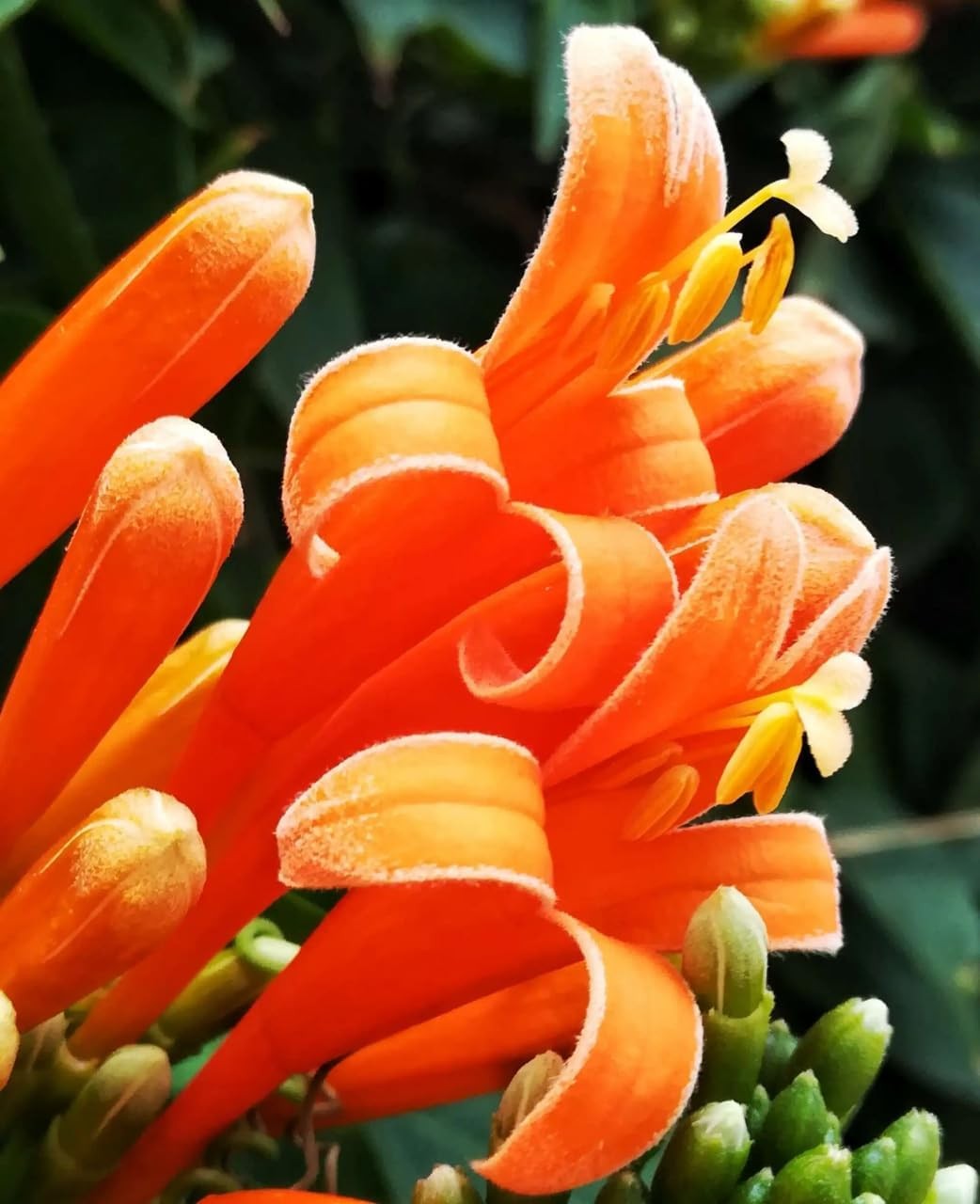 100 Count Pyrostegia Venusta Flower Seeds Firecracker Cigar Plant – Perennial Fa