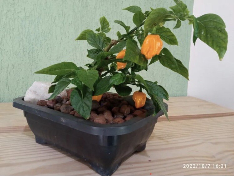 Random Bonchi Pepper Bonsai Plant Seeds “Ten Seeds” Habanero Reaper Ghost
