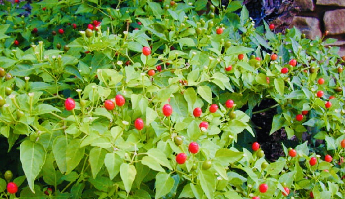 (80 SEEDS) PREMIUM CHILE PEQUIN BIRD EYE HOT PEPPER SEEDS FREE SHIPPING