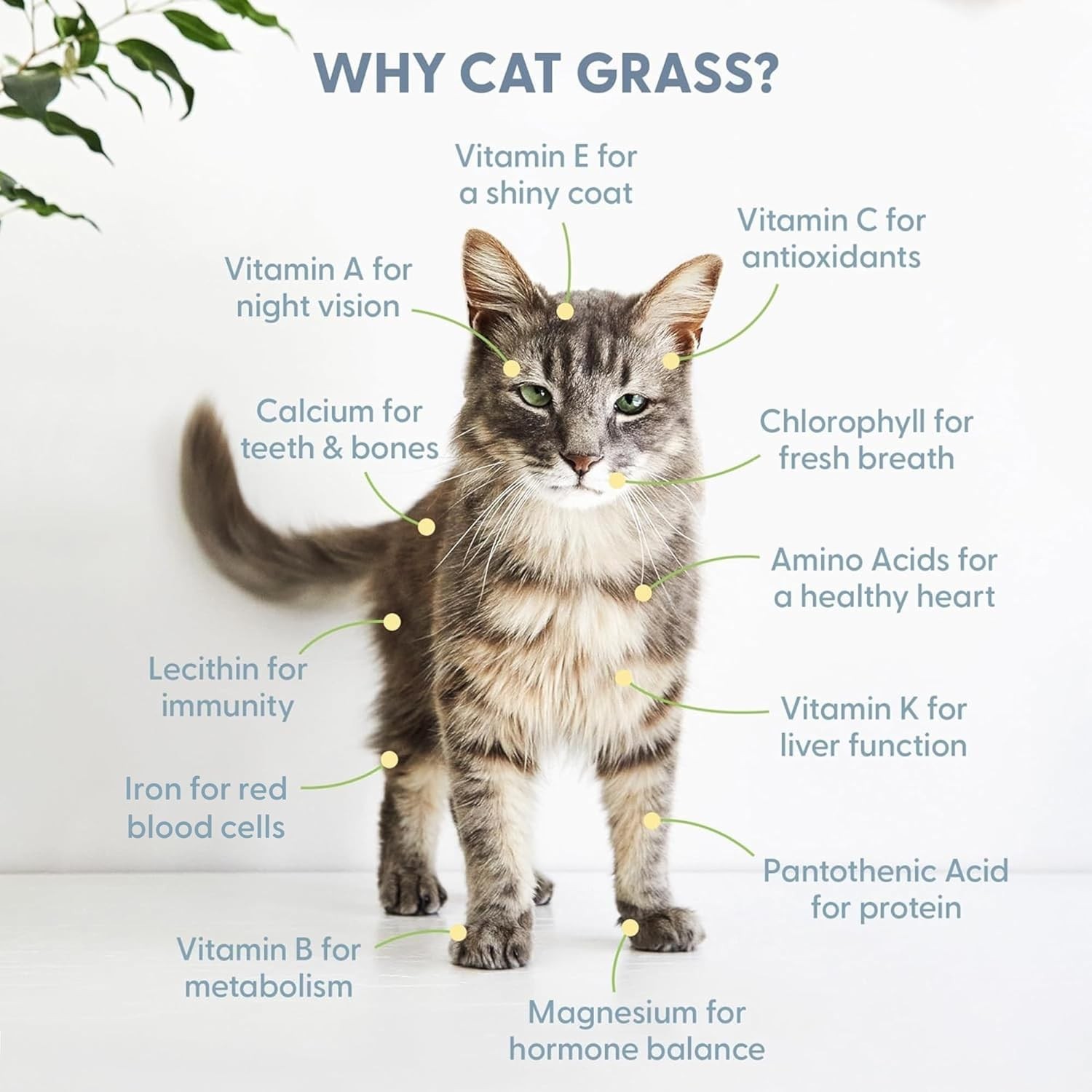 16oz Organic Cat Grass Seed – Fast Growing Non-GMO Pet Treat for Any Home