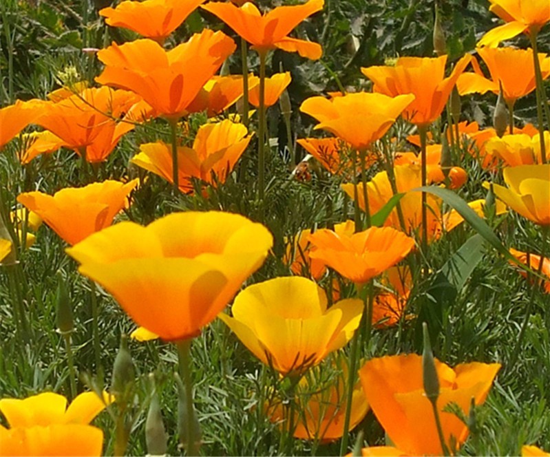 Beautiful California Poppy Seeds 200 SEEDS –BUY 4 ITEMS FREE SHIPPING