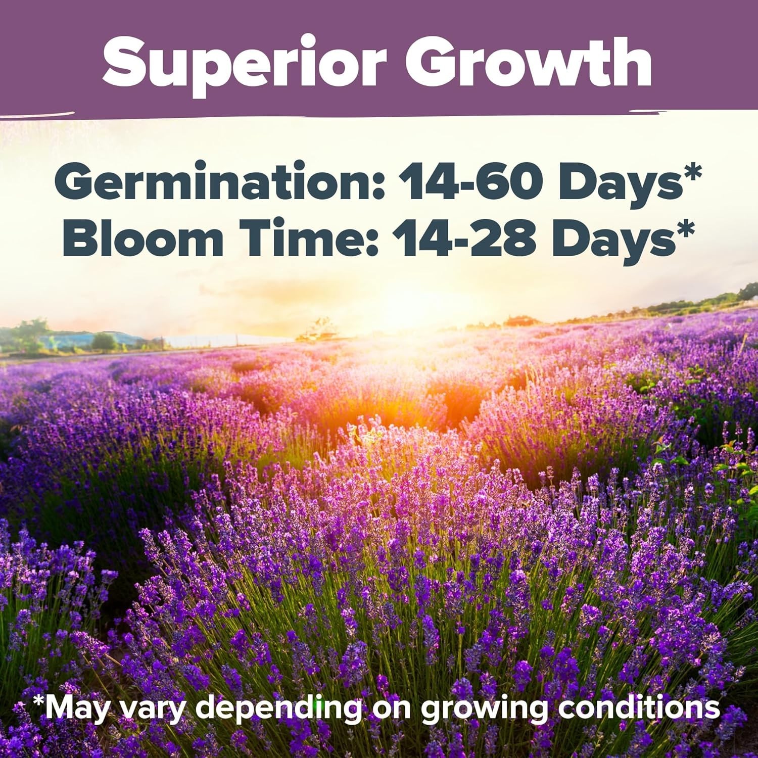 Low Maintenance Non-GMO Lavender Seeds – 1,500+ Blooms for Any Skill Level