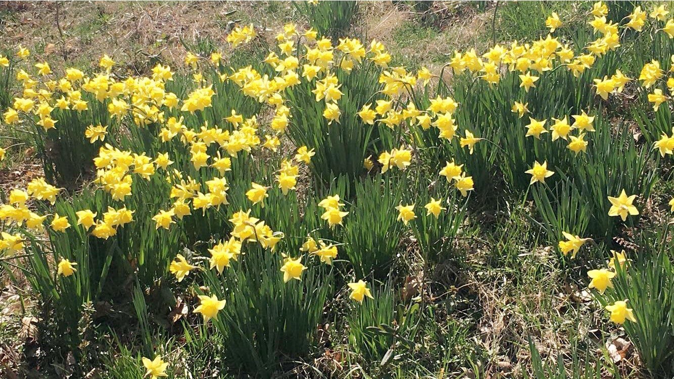 50 Yellow Daffodil Bulbs – Trumpet, Wild, Heirloom, Bulbs Easter LILY BUTTERCUP
