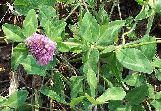 1 LB RED CLOVER FOOD PLOT SEED FOR DEER, TURKEY, WILDLIFE, COATED SEED