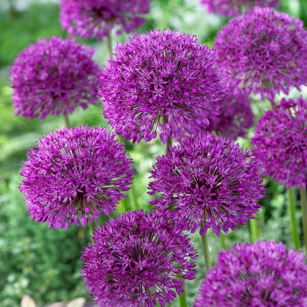 10 PURPLE SENSATION SEEDS (Allium aflatunense) LARGE 4-6″ FLOWERS Butterflies
