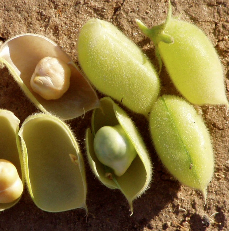 Chickpea Seeds | Marvel Garbanzo Beans Egyptian Chick Pea Indian Seed 2024