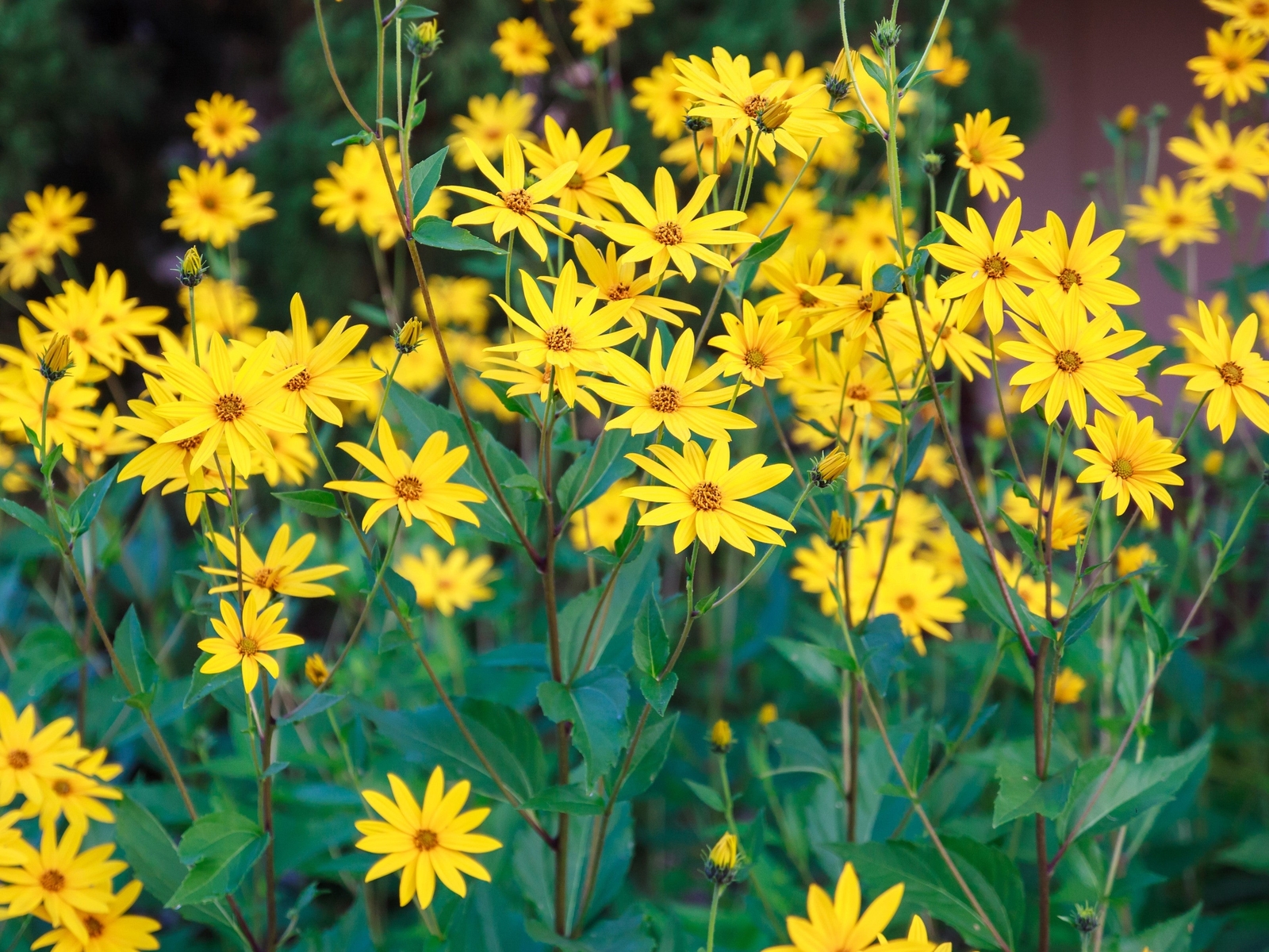 20 Seeds JERUSALEM ARTICHOKE Sunchoke Helianthus Tuberosus Flower Root Vegetable