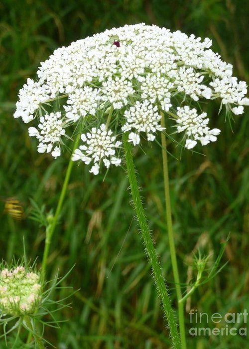 Queen Anne’s Lace Seeds. 500 Seeds. Perennial Wildflower. Daucus Carota.