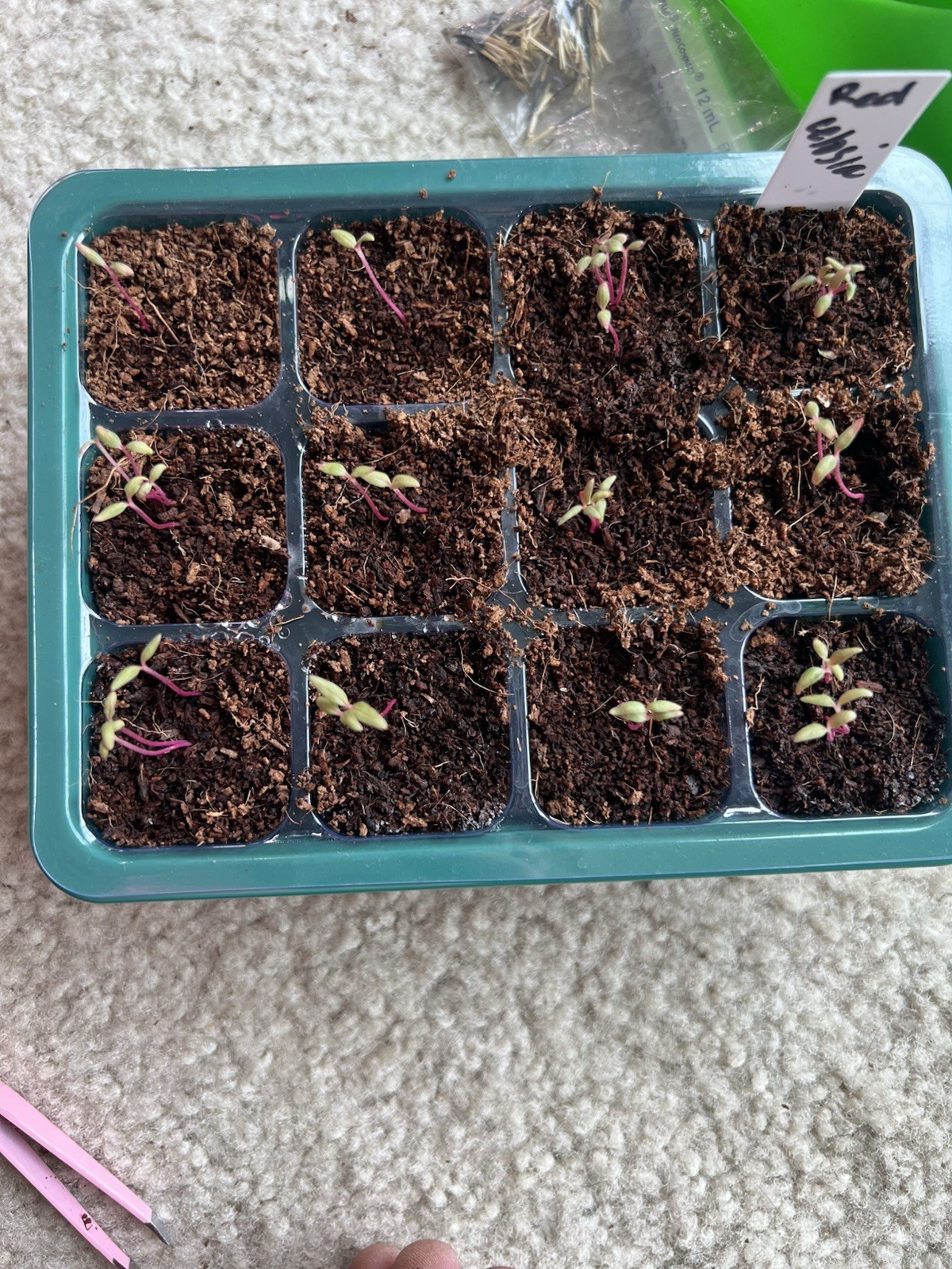 50 Red Celosia Seeds | Plumed Cockscomb | Red Cockscomb | Flowers
