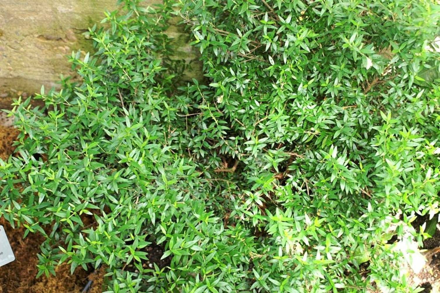 20 TRUE MYRTLE Myrtus Communis White Flower Edible Blue Berry Fruit Shrub Seeds